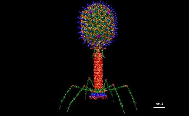 Våra celler vinner på att uppsluka bakteriedödande virus (fager)