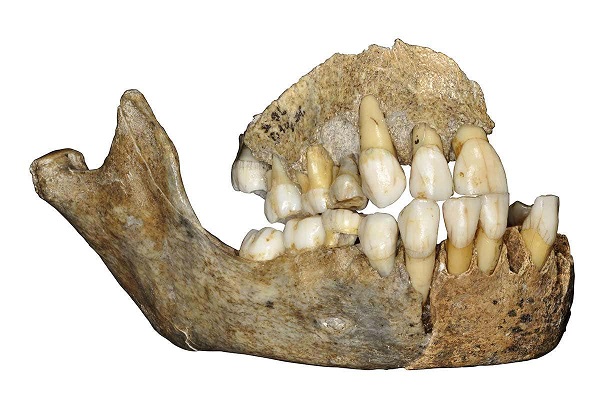 Neandertalare uppstod som människoart för cirka 430 000 år sedan. De levde i både Europa och i Centralasien tills de dog ut för cirka 40 000 år sedan.