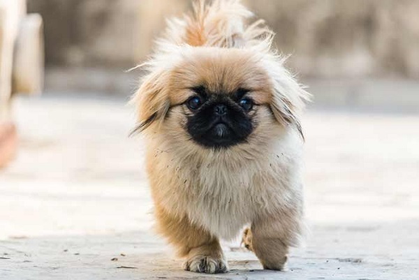 pekines