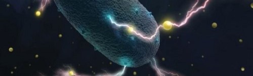Tarmbakteriernas chockerande hemlighet: De producerar elektricitet