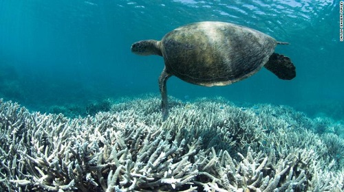 Världens hav absorberar 60 % mer värme än vi trodde, visar ny studie 