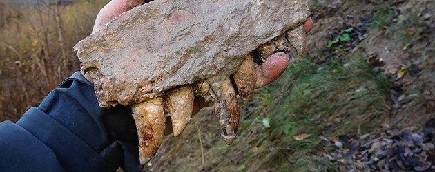 Stora köttätande dinosaurier levde i Skåne överraskande tidigt